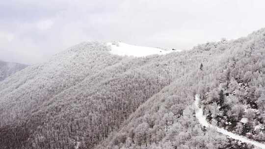 高山上的雪林