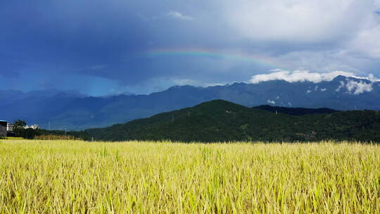 秋天雨后金黄稻田和彩虹