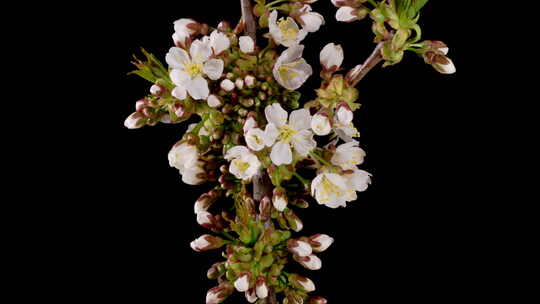 樱花。樱桃树上开着白色的花。视频素材模板下载