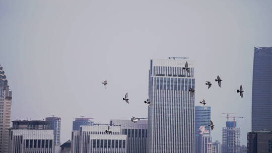 鸟在城市中飞行视频素材模板下载