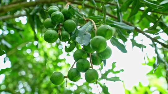 澳洲坚果 夏威夷果