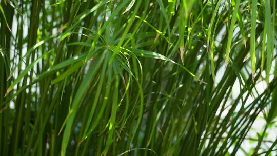 滴水观音水生植物植被