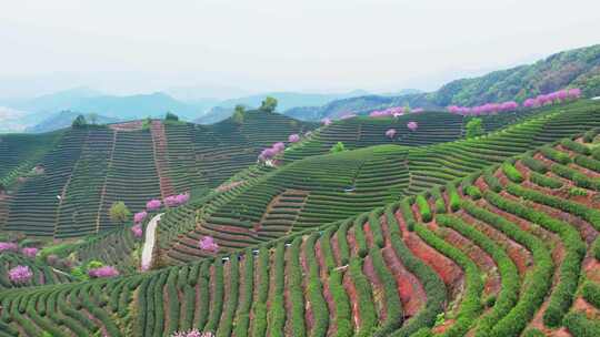 杭州富阳拔山春天樱花茶园风景航拍