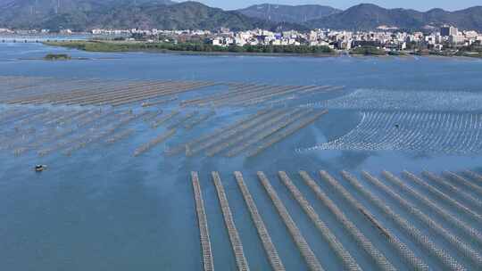 生蚝海上养殖场壮观景象