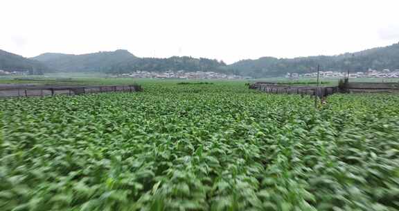 云南龙陵县平达乡草烟田航拍