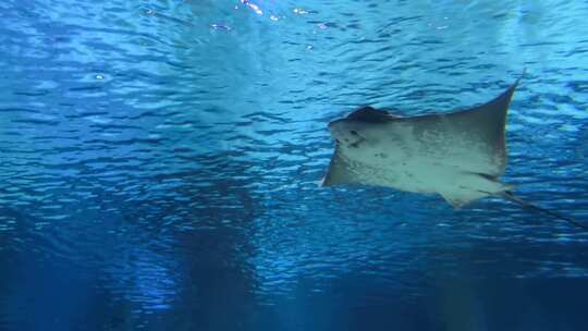 黄貂鱼在水族馆游泳的低角度视图