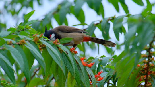 红耳鹎 小鸟停在树枝上 采花 吃花蜜