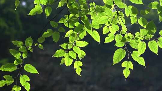 4K唯美逆光阳光夏天植物空镜意境实拍视频