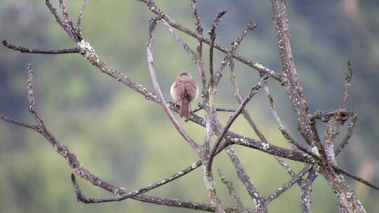 小鸟在枯树枝上眺望远方