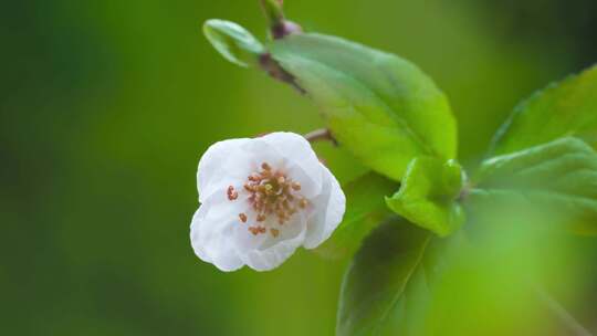 唯美洁白生态绿色白色花朵花开延时合集