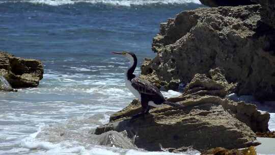 海边岩石上的海鸟