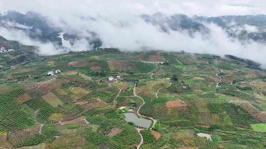 广西生态金桔种植基地