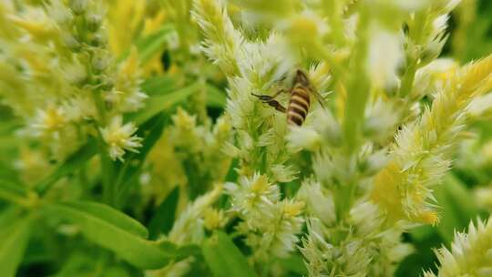 奔忙勤劳采蜜的蜜蜂野外景观昆虫视频素材