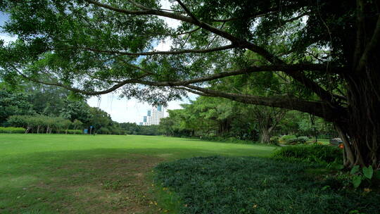 蓝天阳光草坪公园草地绿地