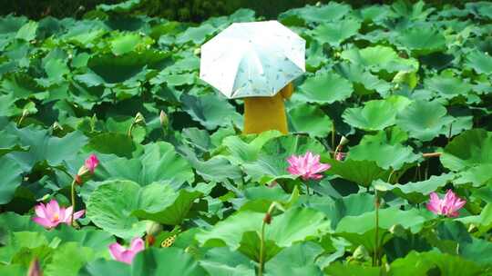 荷花池 游客在荷花池中游玩