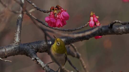 日本白眼鸟在枝头啄花朵