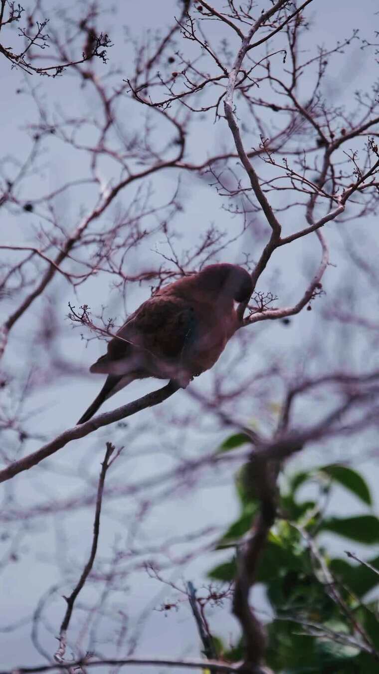 一只鸟栖息在树枝上