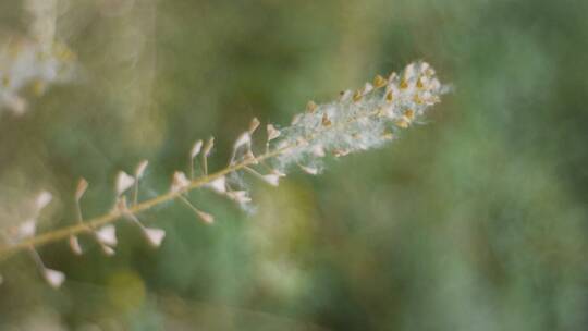 花花草草