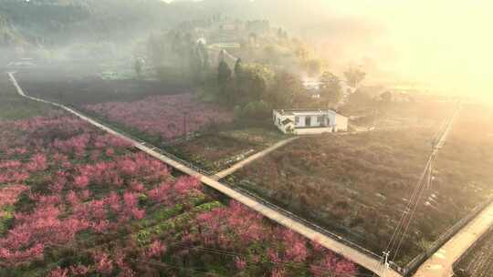 晨雾中的梅花山谷