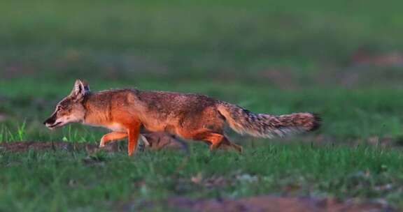 草原上行走奔跑玩耍的狐狸