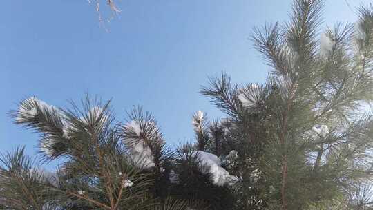 蓝天森林雪花