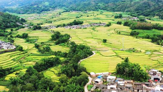 高山峡谷地区金色稻田