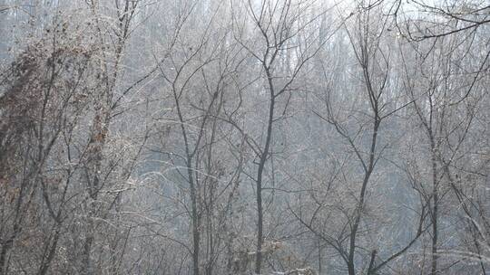 东北冬天冰霜雪花下落慢动作