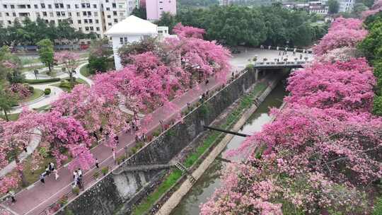 中国广东省广州市从化区华软异木棉