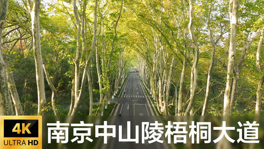 南京中山陵梧桐大道