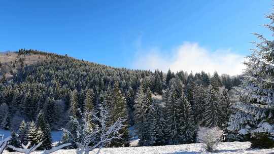 蓝天下白雪覆盖的地面上的树木