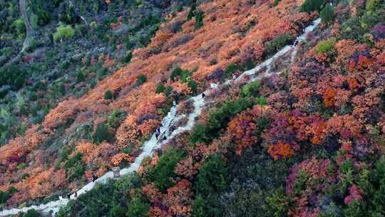 秋日红叶森林航拍满山红叶