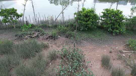 沿河生态湿地航拍