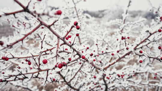 被雪覆盖的红玫瑰果浆果