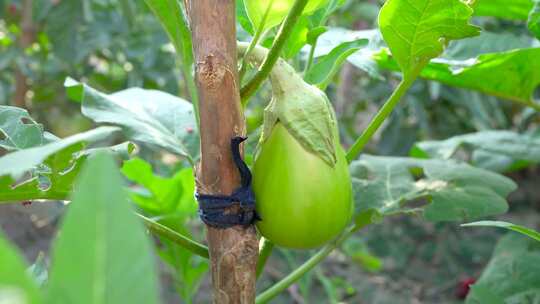 茄子种植视频素材模板下载