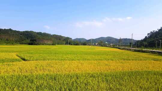 清远丝苗米种植（稻田）