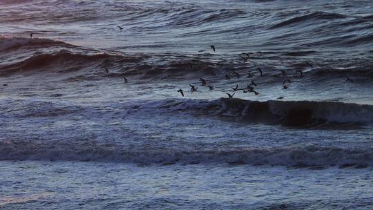 威海冬季海面上成群觅食的海鸥
