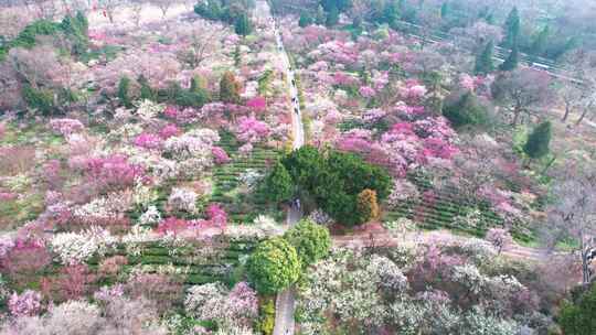 v6南京梅花山景区4k航拍