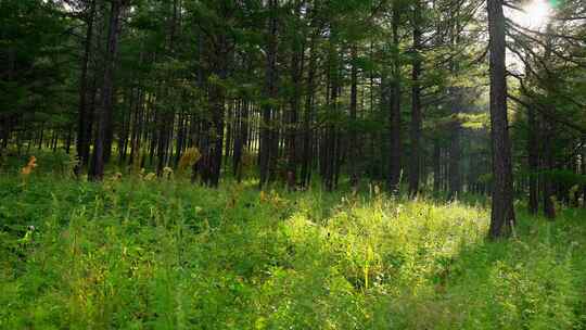 森林自然风景原始森林生态环境