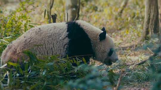 大熊猫吃竹子