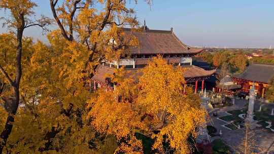 浙江嘉兴梅花洲石佛寺千年银杏航拍