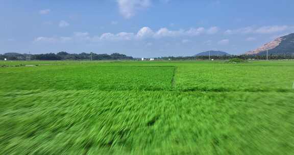 风吹稻田