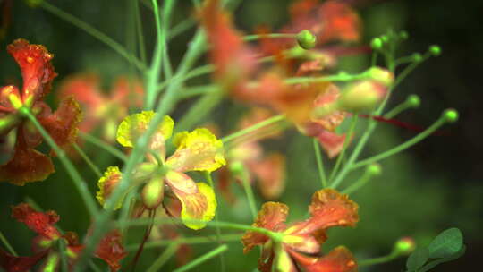 特写皇家波西卡纳花，红色带黄色边缘的花，