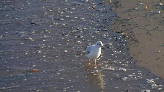 海鸥在海边踱步吃食