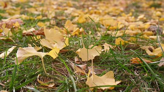 秋天银杏叶飘落草地的慢镜头