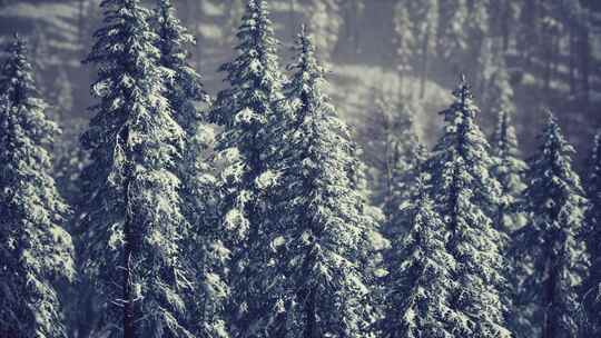 冬季积雪覆盖的山腰锥形树