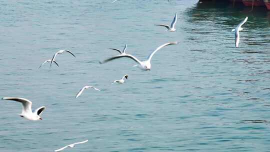 大海海鸥飞翔