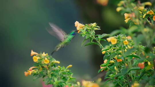 一只美丽的蜂鸟以花朵为食。