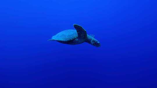 海底世界海龟游泳鱼群大海