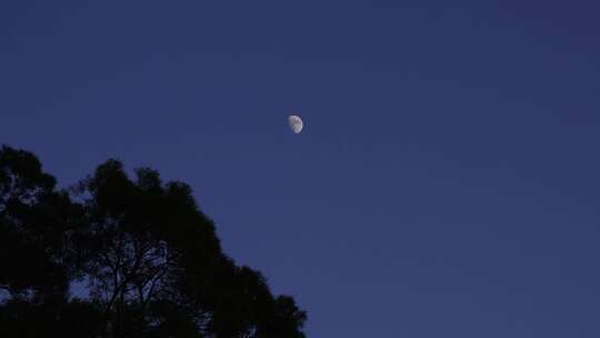 夜晚月亮树林夜幕降临森林半月夜空天空黑夜视频素材模板下载