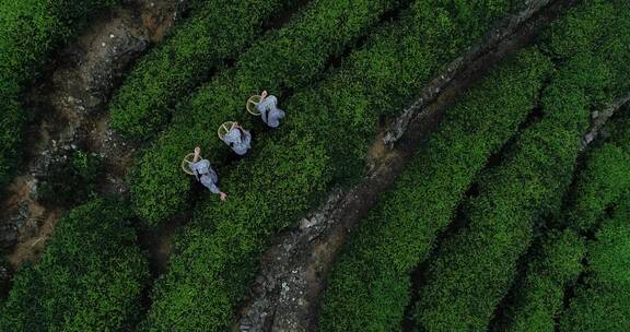 茶园 茶叶 茶 茶山 茶文化